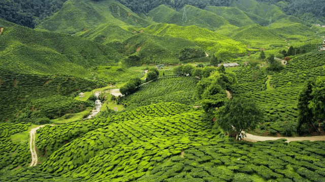 Assam